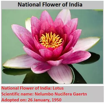 National Flower of India: Lotus